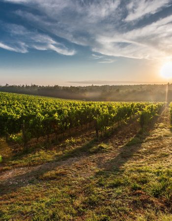 vineyard-428041_1920